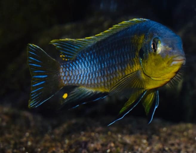 Tropheops sp. 'lilac' Nakantenga Reef